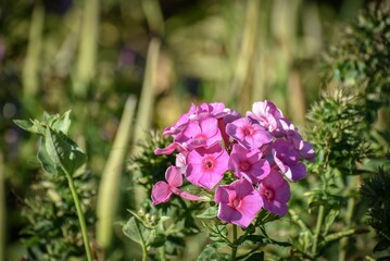 Closeup of beautiful vibrant pink garden phlox flowers under bright sunlight in a field
