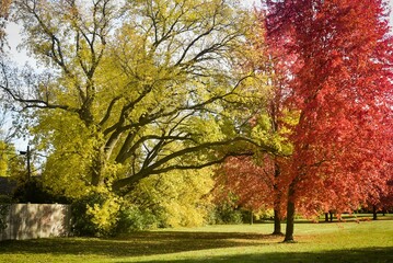 Beautiful shot of tall and big trees with green and red leaves at the park on a sunny day