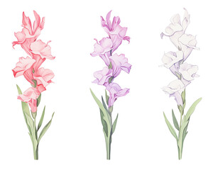 Gladiolus flowers remove background , flowers, watercolor, isolated white background - obrazy, fototapety, plakaty