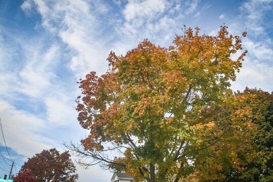 Maple trees changing colors during autumn season under blue sky