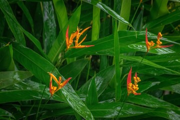Closeup of beautiful tropical flowers