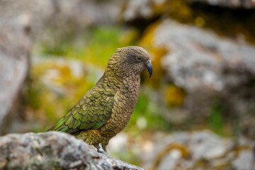 Closeup shot of a perched bird in nature