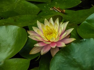Closeup of a water lily growing among green leaves in a pond