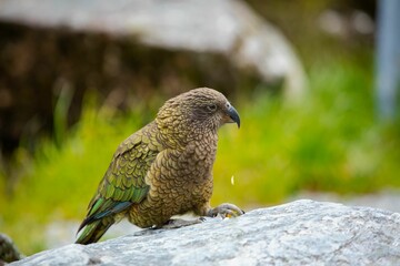 Closeup side view of adorable Kea bird perched on a rock looking for food