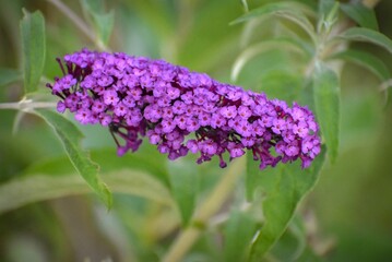Closeup of beautiful purple buddleja flowers in the wilderness