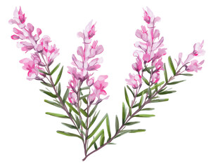 Heather flowers remove background , flowers, watercolor, isolated white background - obrazy, fototapety, plakaty