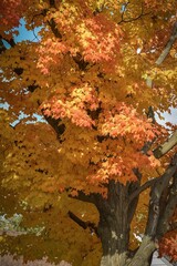Vertical shot of a maple tree changing colors during autumn season in the park on a sunny day