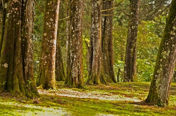 Beautiful landscape in a forest with green vegetation and trees