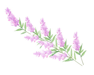 Naklejka premium Heather flowers remove background , flowers, watercolor, isolated white background