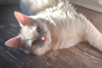 Closeup view of a white cat lying on gray floor is looking at the camera