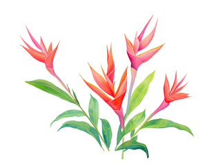 Hellebores flowers remove background , flowers, watercolor, isolated white background