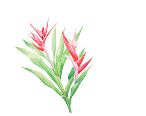 Hellebores flowers remove background , flowers, watercolor, isolated white background