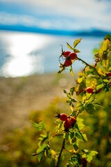 Vertical closeup shot of rose hips on a branch against the isolated background