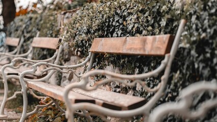 Selective focus of benches with green bushes in Schlossberg park