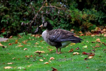 Close-up shot of a little duck standing on the grass