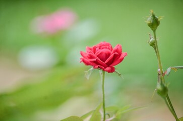 Obraz na płótnie Canvas Red flowering rose in the garden, close-up