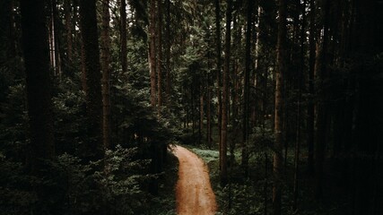 Aerial of a trail surrounded by the tall green trees in the forest during the daytime - Powered by Adobe