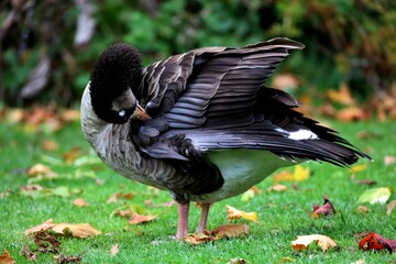 Close-up shot of a little duck standing on the grass