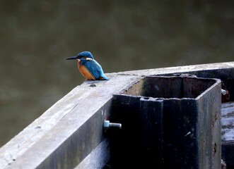 Selective focus of a Kingfisher bird