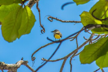 Closeup of a Mourning royal tyrant perched on a green branch of a tree