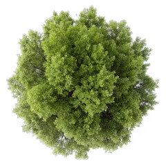 top view poplar tree isolated on transparent background