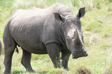 rhino in Uganda