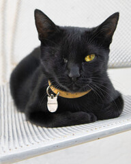 one-eyed black cat with a silver plaque and beige collar lying on a chair with white background