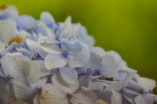 Closeup of pale bluish Hydrangea flowers.