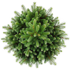 top view pine tree isolated on transparent background