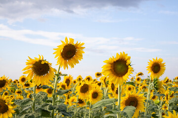 Fototapeta premium sunflower field with blue sky background and clouds