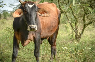 Beautiful cow in a field with fresh grass during sunrise