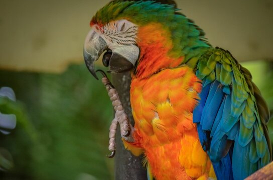 Closeup shot of a parrot preening perched on a branch