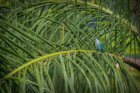 Closeup of a blue tanager perched on green palm tree on a rainy day