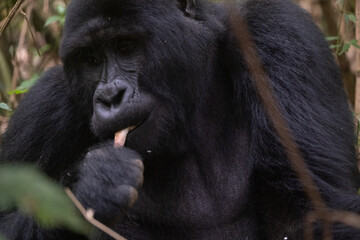 silverback Mountain Gorilla, Uganda