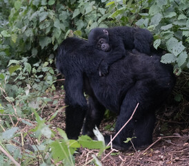 silverback Mountain Gorilla, Uganda