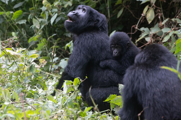 silverback Mountain Gorilla, Uganda
