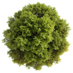 Obraz premium top view maple tree isolated on transparent background