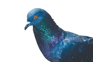 Naklejka premium Isolated feral pigeon