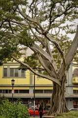 Vertical shot of a big tree in the Morazan Park in San Jose, Costa Rica