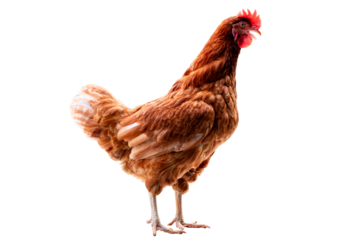 Chicken, Full body of brown chicken hen standing isolated transparent background, Laying hens farmers concept. PNG File