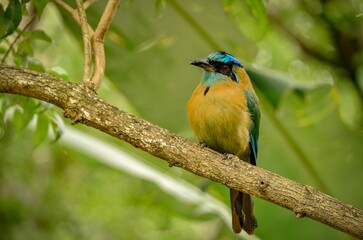 Closeup of a beautiful Amazonian motmot bird sitting on a branch