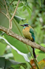 Closeup of a beautiful Amazonian motmot bird sitting on a branch