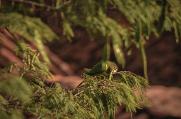 Beautiful parakeet perched on a branch in a garden