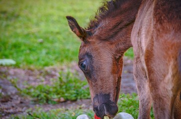 Close-up shot of a foal eating in a field
