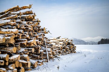 Closeup view of a pile of birch logs on a snow covered surface