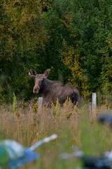 Closeup of Moose in the middle of field
