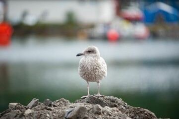 Selective focus shot of a gray seagull perched on a rock