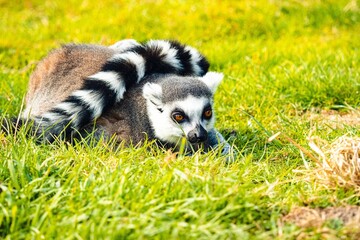 Fototapeta premium Selective closeup focus of a lemur (Lemuroidea) lying on green grass