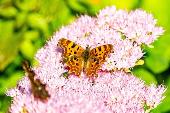Macro shot of a comma butterfly (Polygonia c-album) on a pink flower against a green background