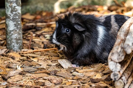Selective closeup focus of a cute black guinea pig (Cavia porcellus) in a park